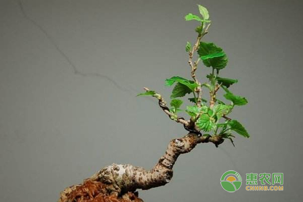 盆栽果桑怎么栽培？盆栽果桑栽培技术