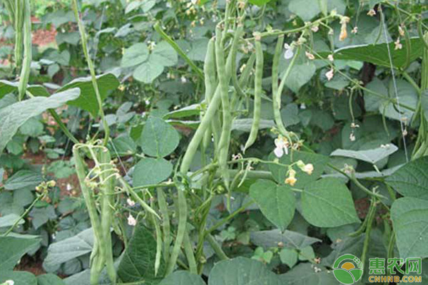 四季豆高产种植管理技术要点