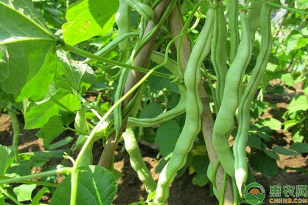 四季豆高产种植管理技术要点