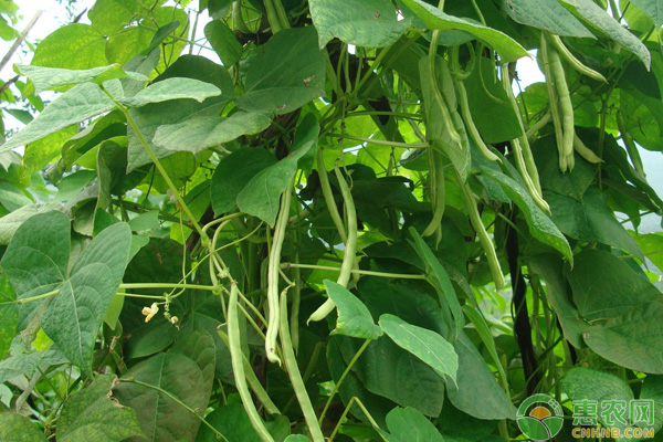 四季豆高产种植管理技术要点