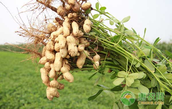花生怎么种植管理才高产？花生高产种植技术