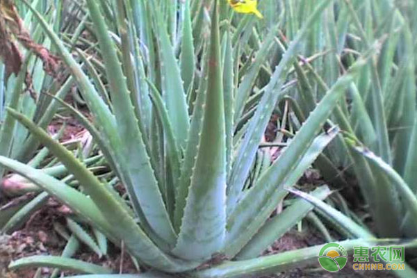 浅谈芦荟种植方法及养护要点