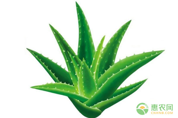 浅谈芦荟种植方法及养护要点