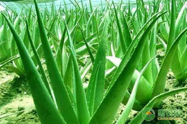 浅谈芦荟种植方法及养护要点