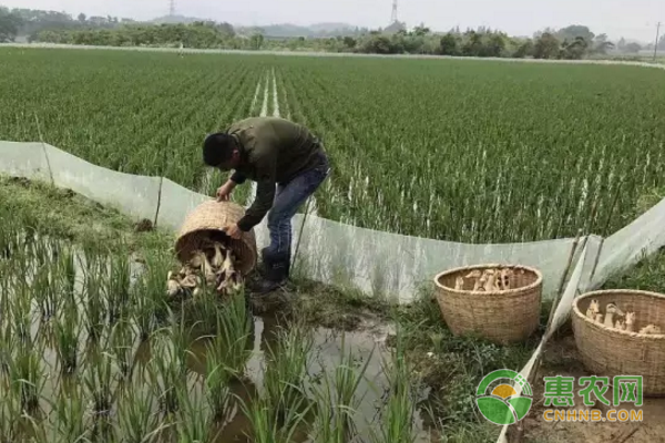 高塘稻田鸭养殖案例：稻鸭共存生态高效 