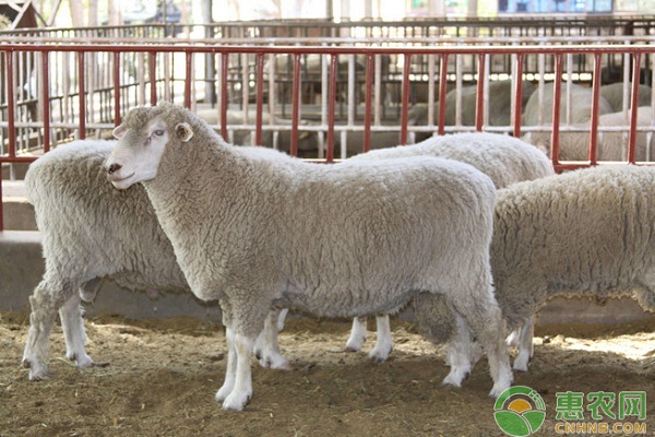 肉羊疫病的防控措施