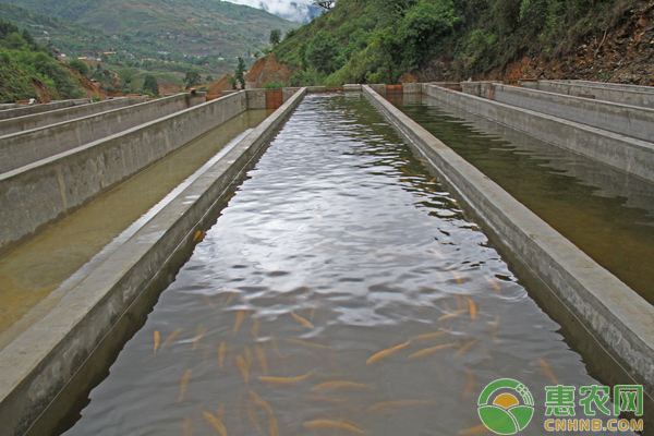 养殖场常见疾病用药
