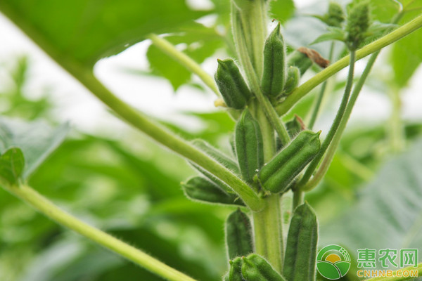 芝麻优质高产栽培管理技术要点