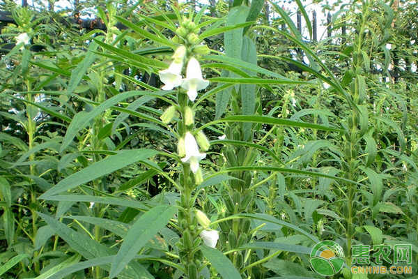 芝麻优质高产栽培管理技术要点