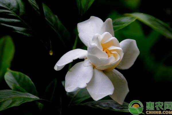 栀子花寓意 <a href='https://www.cnhnb.com/t/119679.html' class='j-href' target='_blank'><span style='color:#FF8001'>栀子花寓意</span></a>