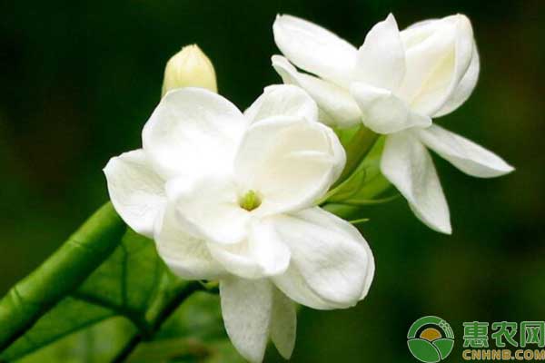 栀子花养殖技术 栀子花养殖技术