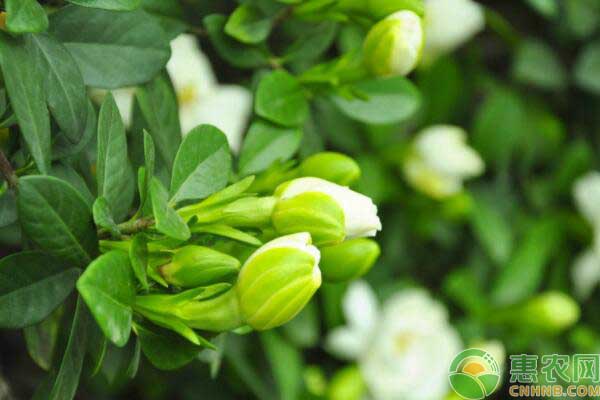 栀子花养殖常见问题解答 栀子花养殖常见问题解答