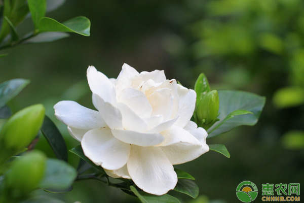北方怎么养殖栀子花？栀子花<a href='https://www.cnhnb.com/p/penzai/' class='j-href' target='_blank'><span style='color:#FF8001'>盆栽</span></a>技术详解