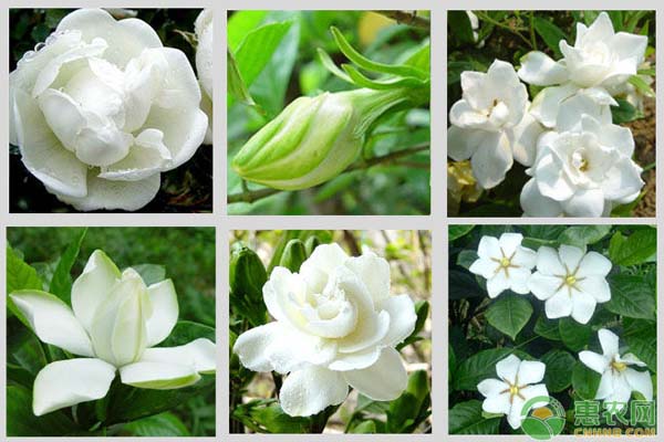 北方怎么养殖栀子花？栀子花盆栽技术详解