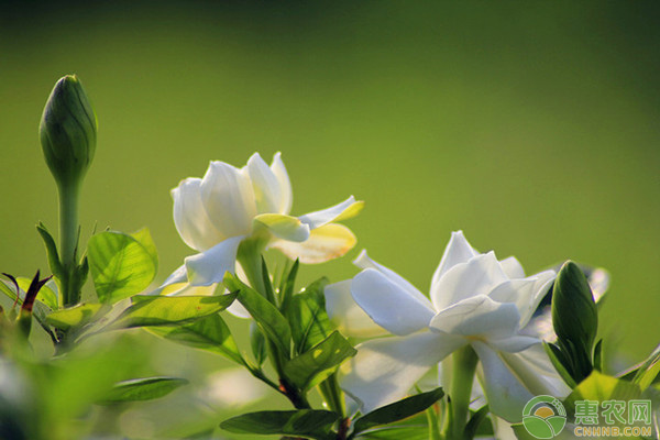 北方怎么养殖栀子花？栀子花盆栽技术详解