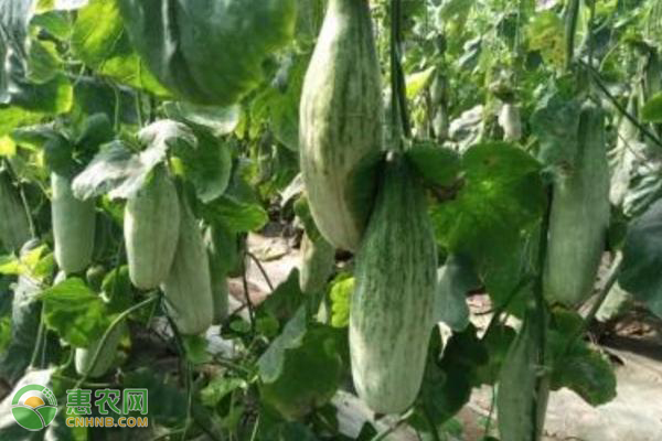 羊角蜜的高产栽培技术