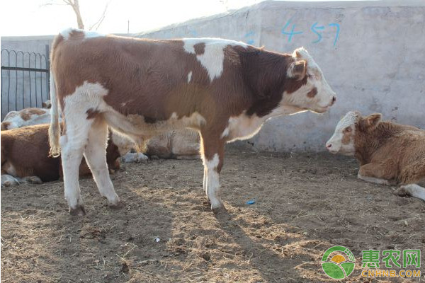 夏季<a href='https://www.cnhnb.com/t/37646.html' class='j-href' target='_blank'><span style='color:#FF8001'>牛羊饲养</span></a>管理注意事项