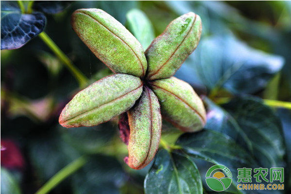 油用牡丹怎么种植？油用牡丹高效种植技术