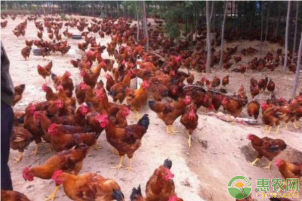 林地生态养鸡密度与养殖规模的关系