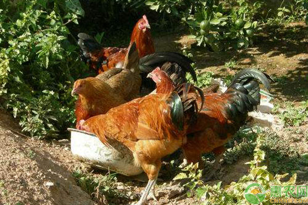 生态放养鸡训练