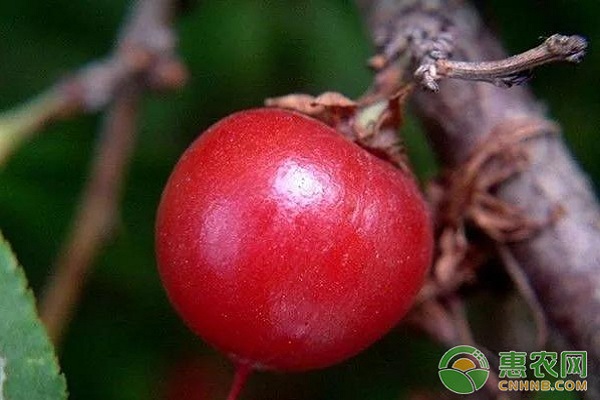 钙果怎么种植？钙果高效种植技术要点