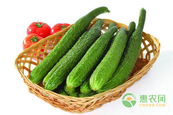 种植黄瓜巧用醋 <a href='https://www.cnhnb.com/t/116511.html' class='j-href' target='_blank'><span style='color:#FF8001'>种植黄瓜</span></a>巧用醋