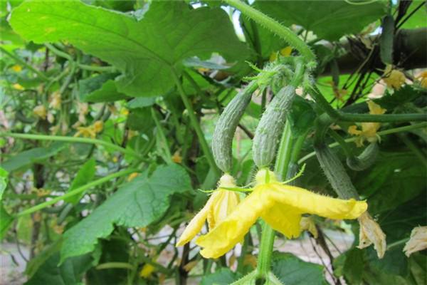 黄瓜高产技巧:种植黄瓜巧用醋 黄瓜高产技巧:种植黄瓜巧用醋
