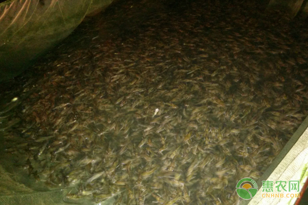 黄刺鱼的养殖技术-图片版权归惠农网所有