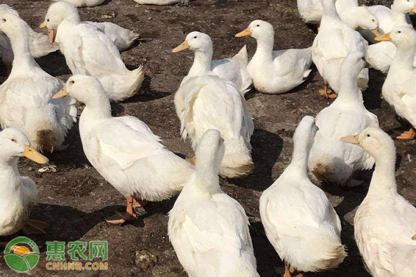 新手养鸭秘诀-图片版权归惠农网所有