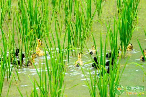 水稻养鸭技术 水稻养鸭技术-图片版权归惠农网所有