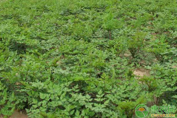 当归种植技术与栽培管理-图片版权归惠农网所有