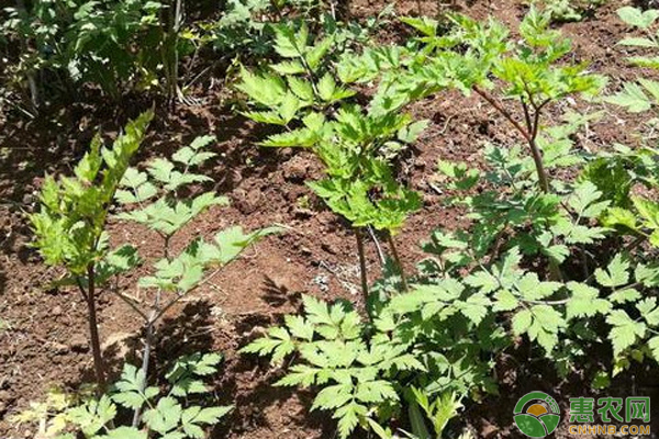 当归种植技术与栽培管理-图片版权归惠农网所有