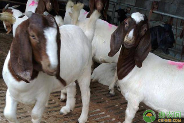 繁殖母羊如何饲养?-图片版权归惠农网所有