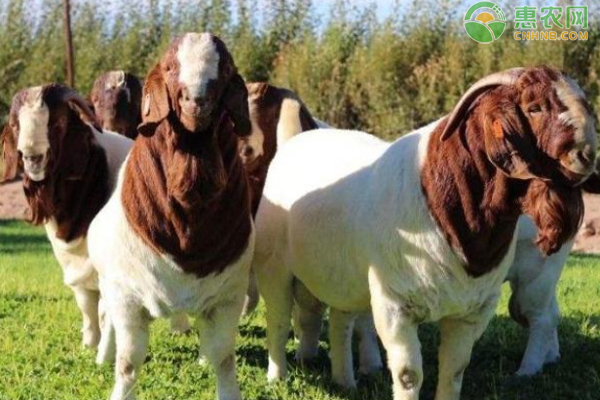 繁殖母羊如何饲养?-图片版权归惠农网所有