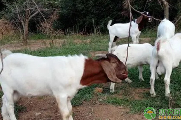 繁殖母羊怎么挑选?-图片版权归惠农网所有