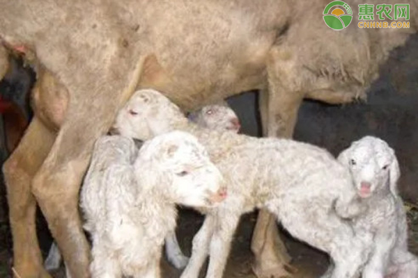 繁殖母羊怎么挑选?-图片版权归惠农网所有