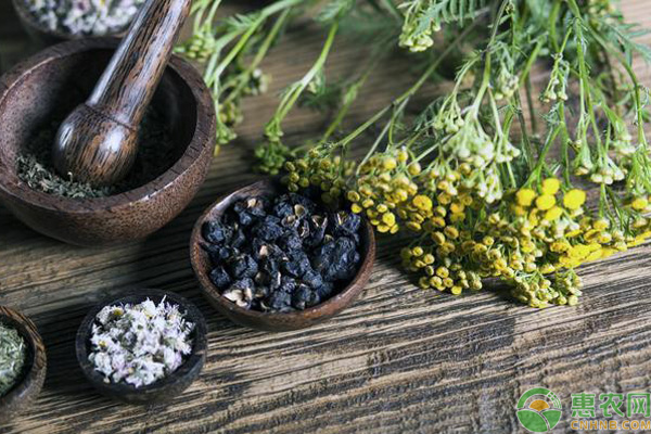 中药养鸡偏方 养鸡技巧:老中医20味中药养鸡配方,养鸡户赶紧收藏!-图片版权归惠农网所有