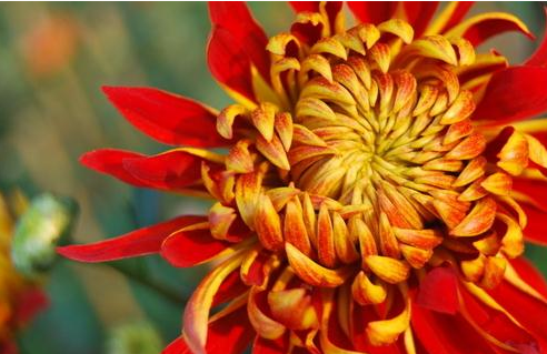 菊花的繁殖与栽培技术要点-图片版权归惠农网所有