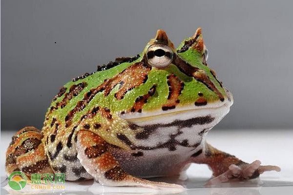 角蛙怎么养?-图片版权归惠农网所有