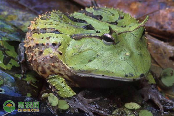 角蛙怎么养?-图片版权归惠农网所有