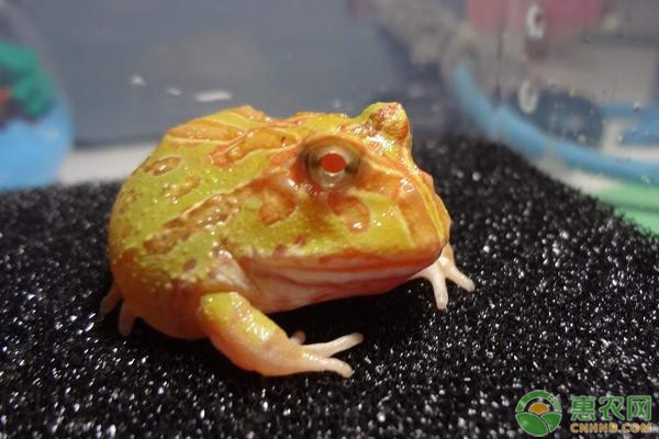 角蛙怎么养?-图片版权归惠农网所有