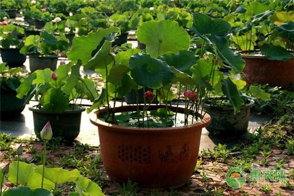 荷花家养种植方法-图片版权归惠农网所有