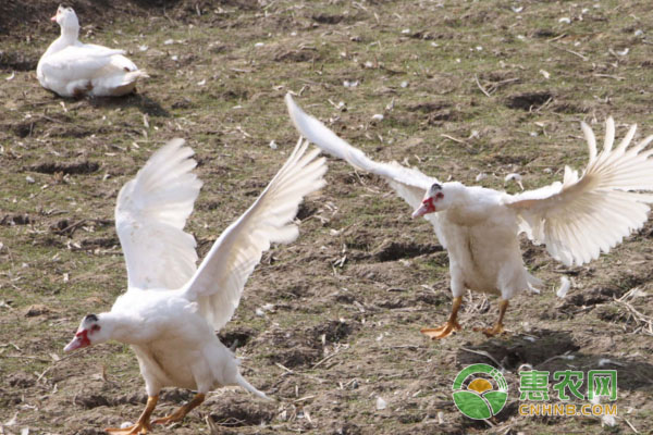 如何做好种鸭、母鸭的饲养管理? 种鸭养殖:种鸭、母鸭的饲养管理-图片版权归惠农网所有