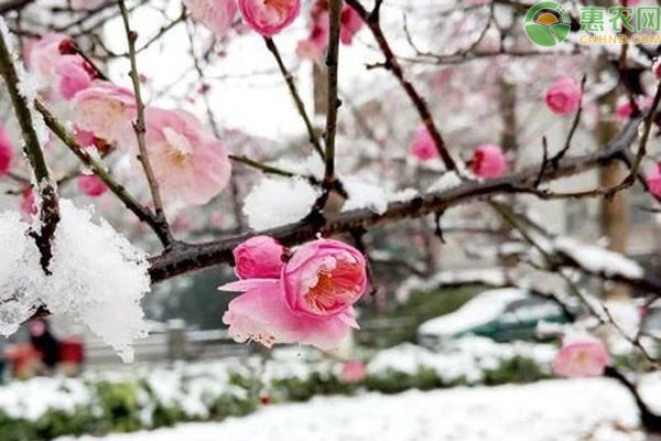 梅花的繁殖技术-图片版权归惠农网所有
