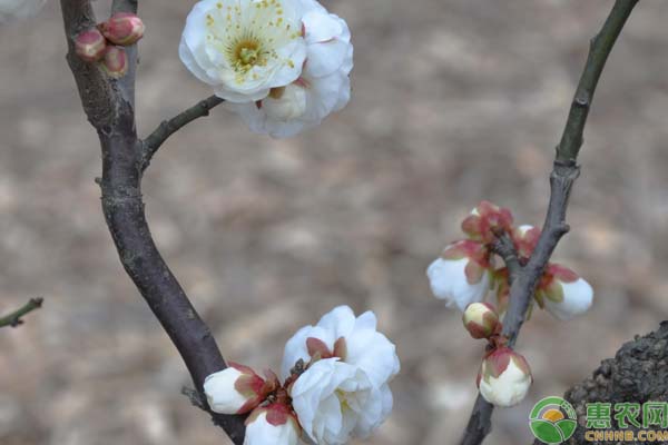 梅花的繁殖技术-图片版权归惠农网所有