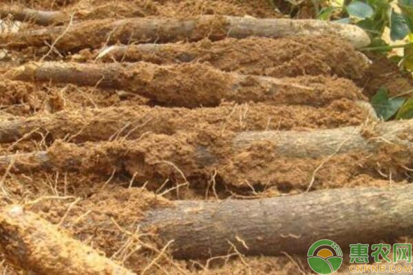 山药优质高效的栽培技术讲解 山药什么时候种植?山药优质高产种植栽培技术讲解-图片版权归惠农网所有