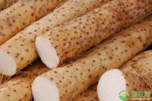 山药种植方法和时间-图片版权归惠农网所有