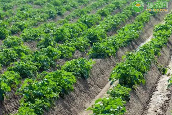 山药的种植方法与技术-图片版权归惠农网所有