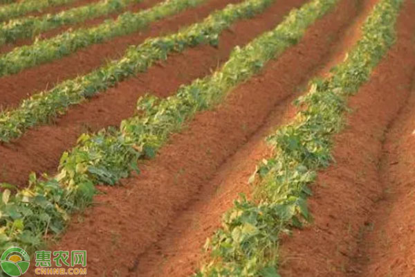 山药的种植方法与技术-图片版权归惠农网所有