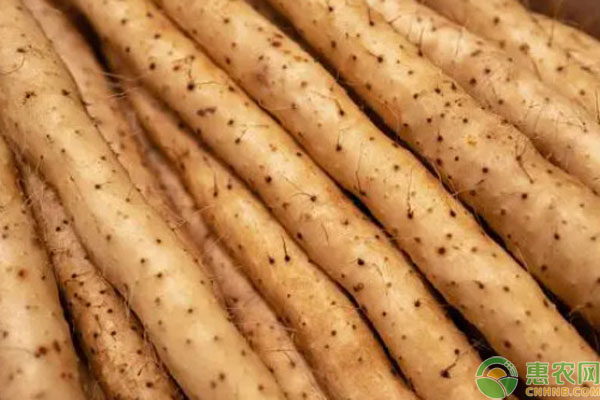 山药的种植方法与技术-图片版权归惠农网所有